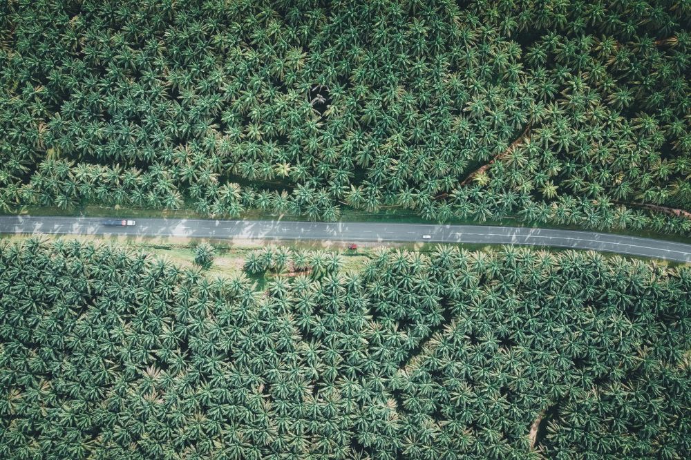 Malaysia at the Center of Palm Oil Price Surge