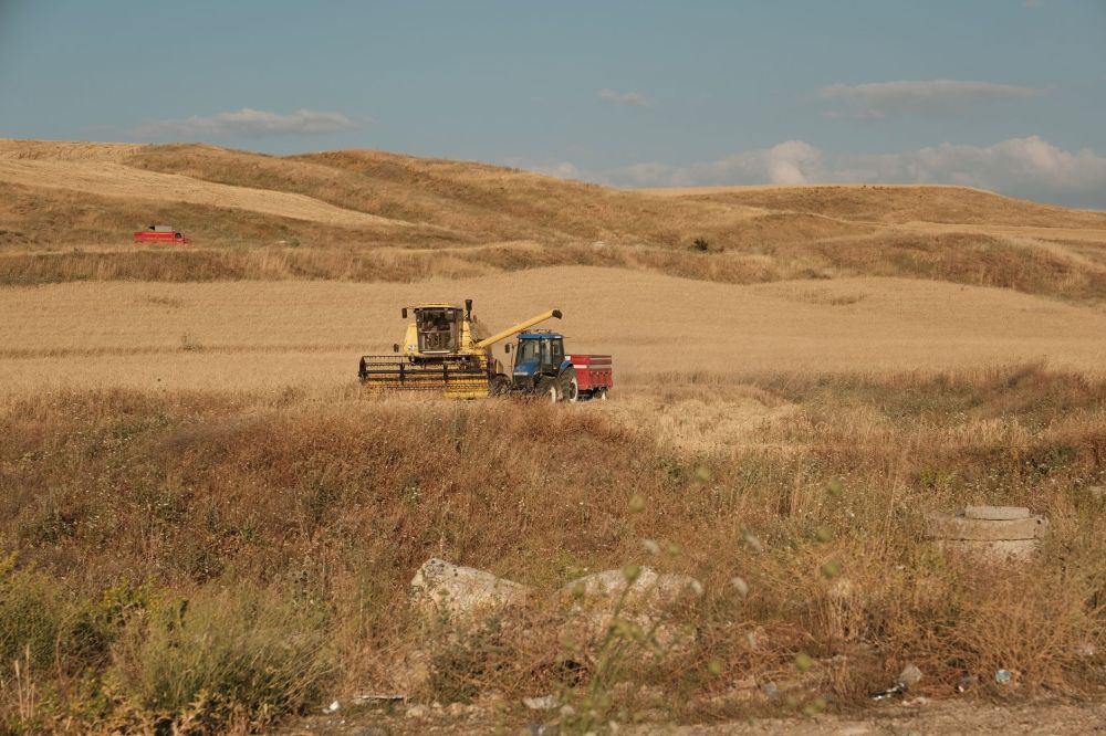 Surplus Wheat Sale Raises Questions on Syria’s Market Role