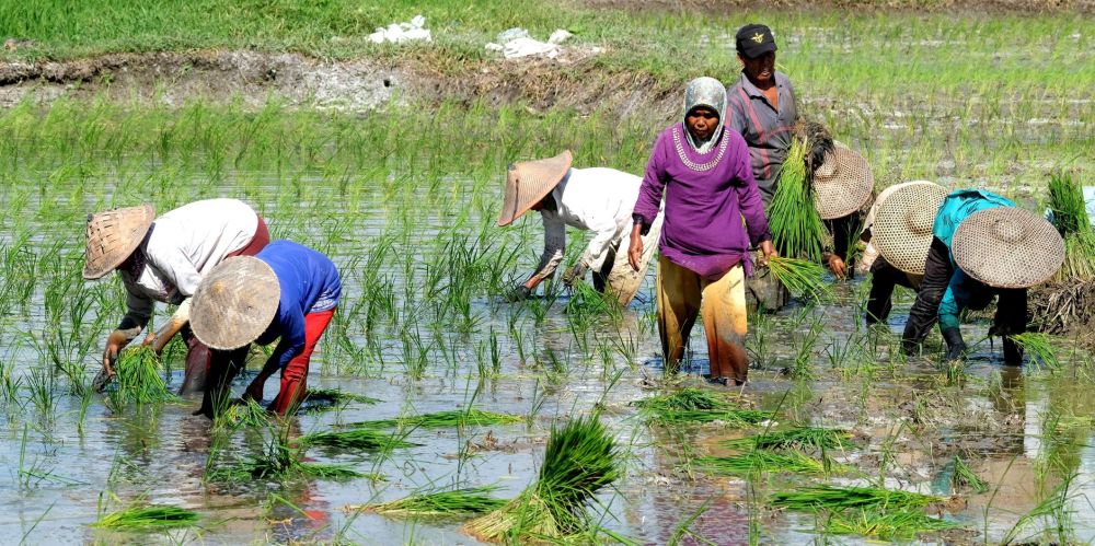 Fraudulent Fortified Rice Brands Exposed in Indonesia