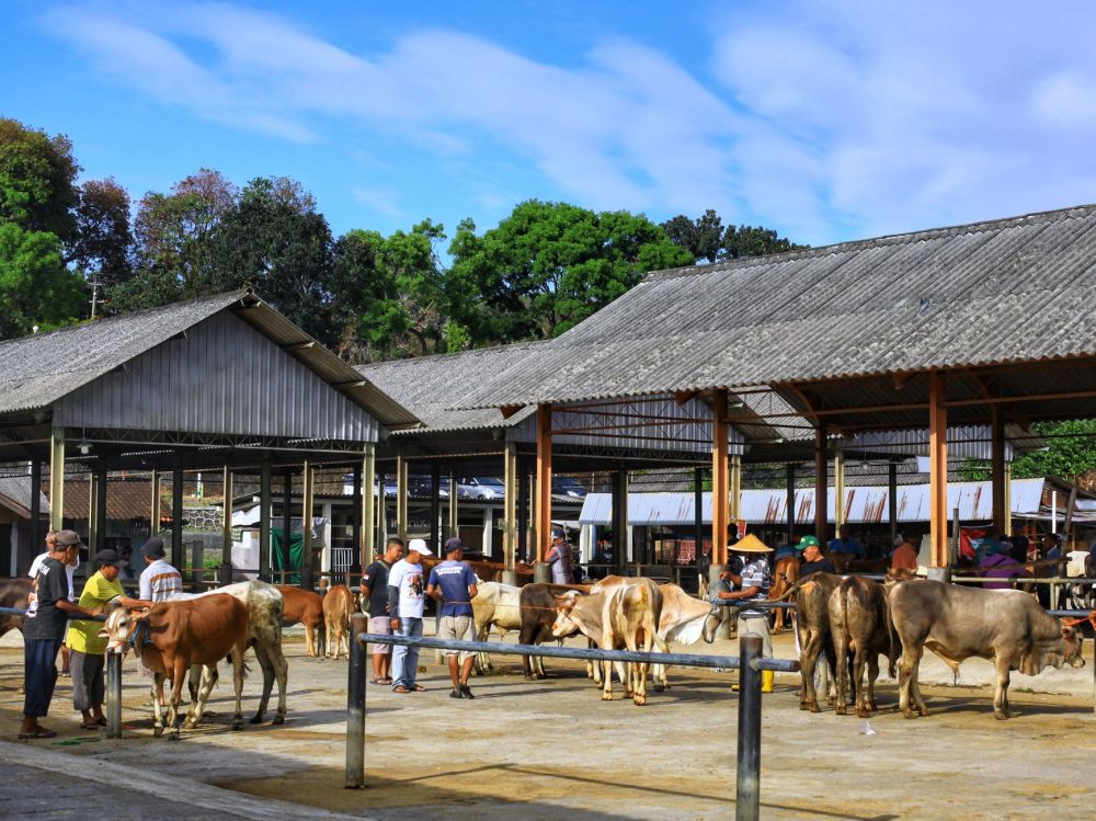 Can Local Innovation End Indonesia’s Dairy Deficit?